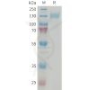 sp-pme101404 cgrpr and ramp1 sp1