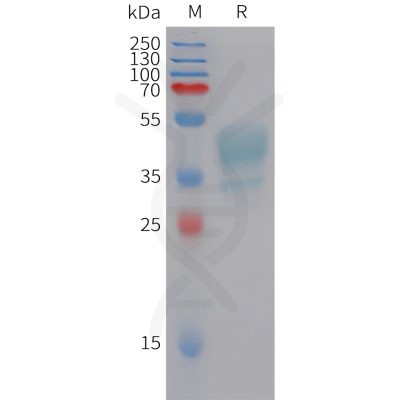 sp-pme101436 cmklr1 sp1