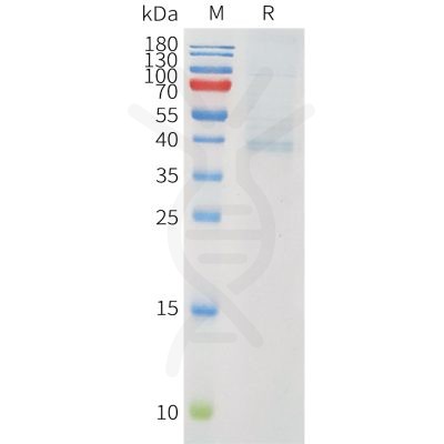 sp-pme101555 pvrig sp1