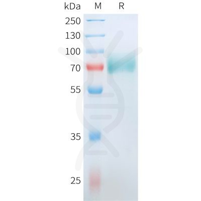 sp-pme101557 cd19 sp1