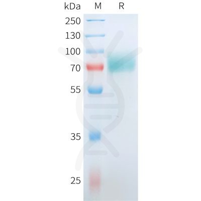 sp-pme101558 cd19 sp1