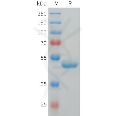 sp-pme101561 g csf sp1