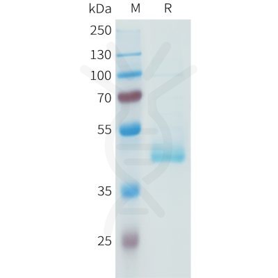 sp-pme101591 pd l1 sp1