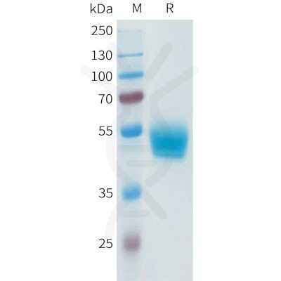 sp-pme101592 pd l1 sp1