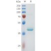 sp-pme101605 nectin 4 sp1