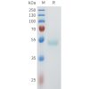 sp-pme101606 nectin 4 sp1