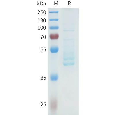 sp-pme101613 cdh3 sp1