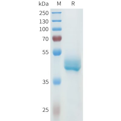 sp-pme101616 cdh3 sp1