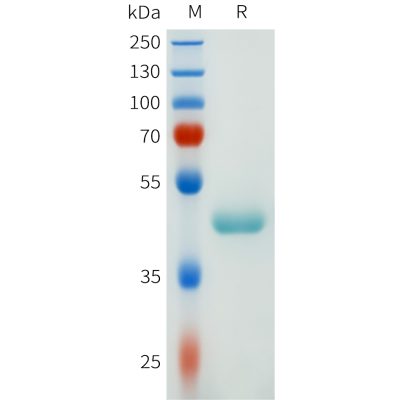 sp-pme101639 csf1r sp1