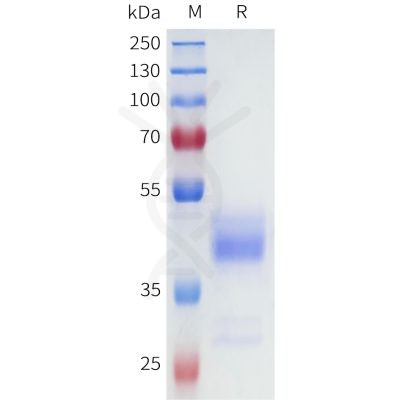 sp-pme101697 nk1r sp1