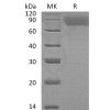 sp-pme30023 tpo sp1