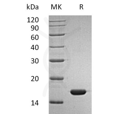 sp-pme30032 ifn sp1