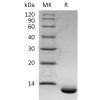 sp-pme30076 cxcl6 sp1