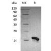 sp-pme30083 ccl28 sp1