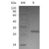 sp-pme30084 cntf sp1