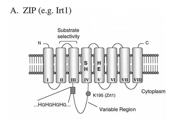 the structure of LIV-1