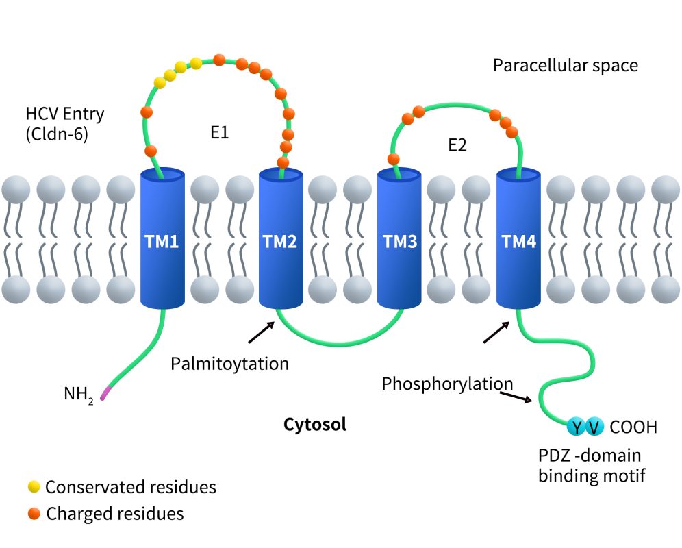 the typical structure of CLDNs