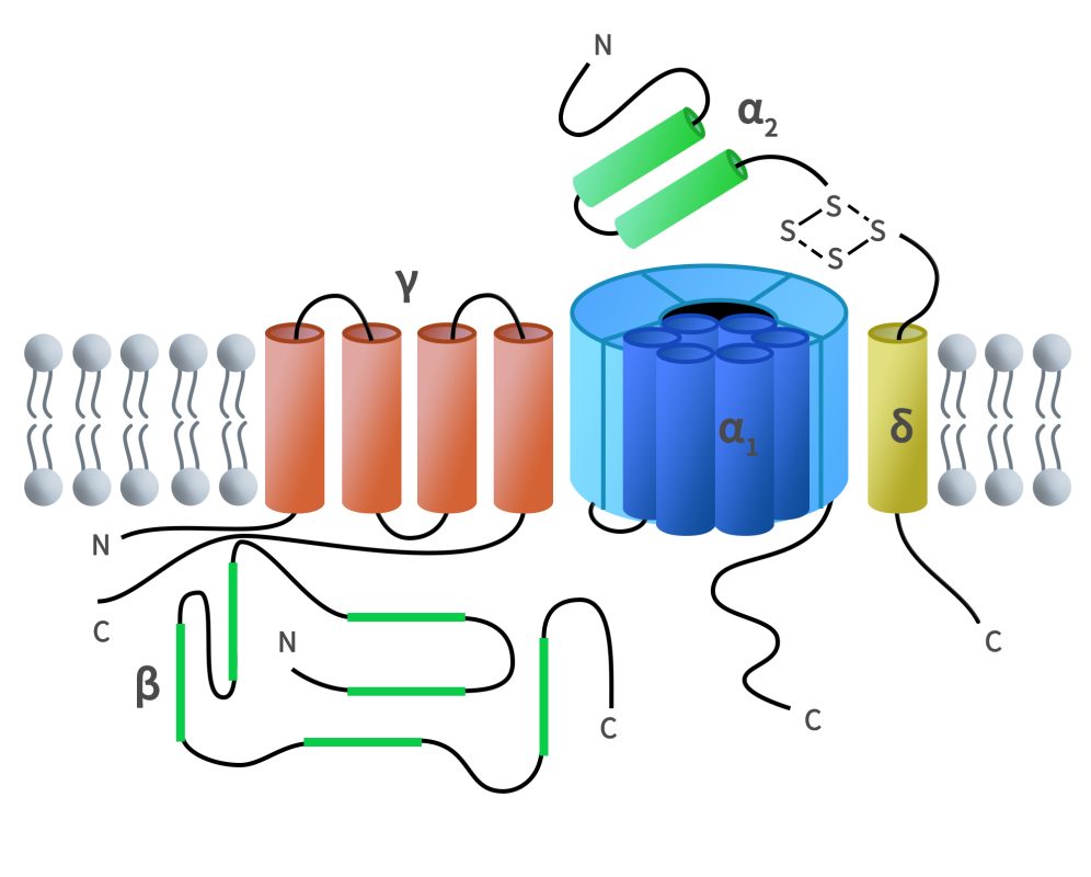 the typical structure of ion channels