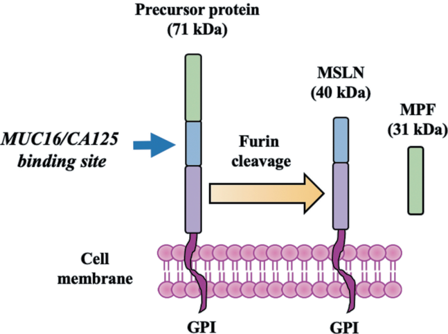 the structure of MSLN