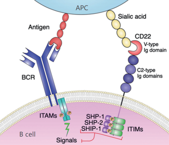 the structure of CD22