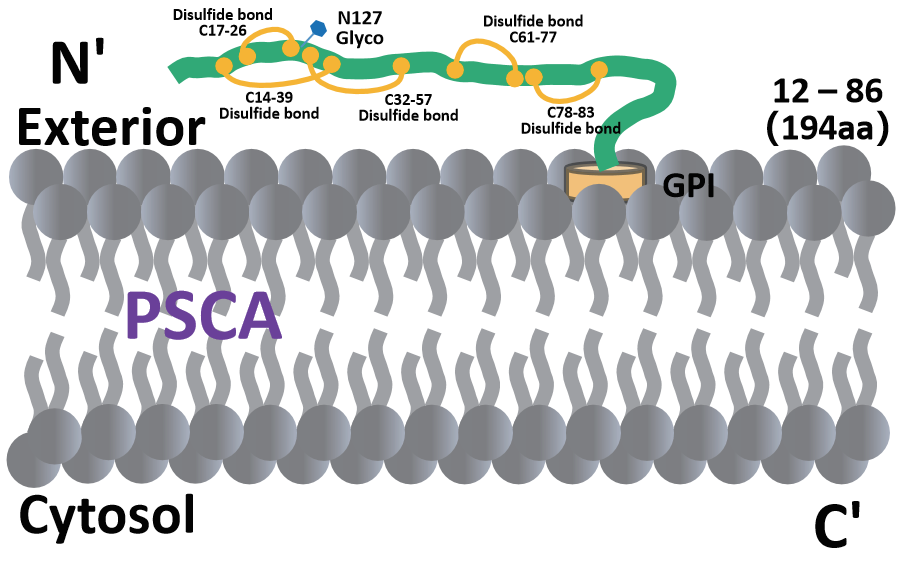 the structure of PSCA